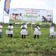 Sasar Petani Milenial, ‘Program Makmur’ Pupuk Kaltim Tingkatkan Produktivitas Semangka di Jember Hingga 117 Persen
