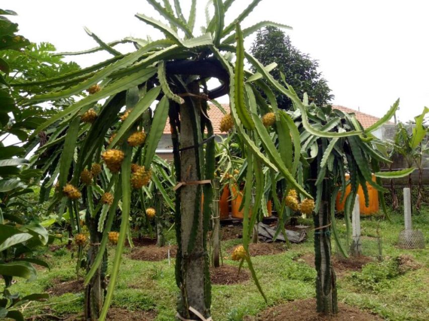 6 Cara Menanam Buah Naga dengan Beragam Media, Termasuk Pot dan Penyangga