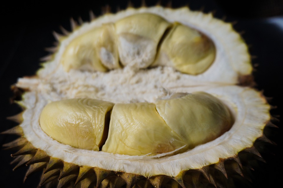  Jenis Durian tembaga