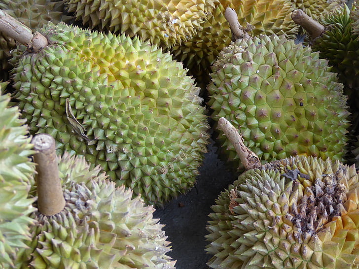  Jenis Durian Pelangi