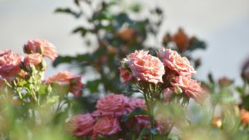 7 Cara Merawat Bunga Mawar Agar Tumbuh Subur dan Nggak Gampang Layu
