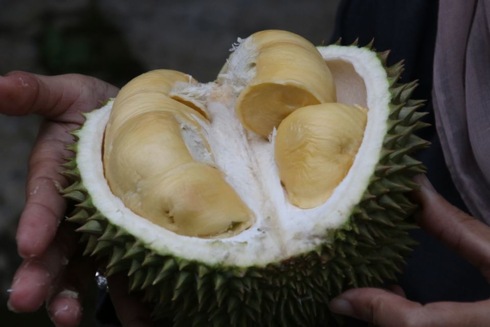  Jenis Durian mimang