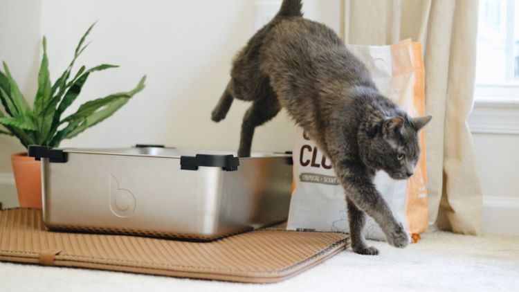 7 Bau yang Tidak Disukai Kucing dari Buah hingga Kotak Pasir yang Kotor
