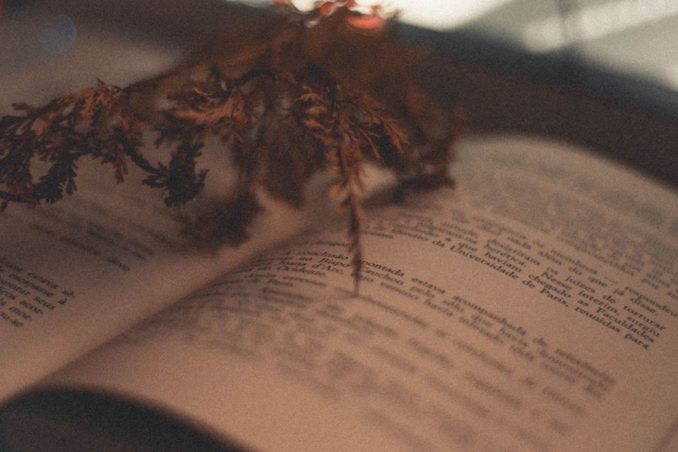 7 Contoh Resensi Novel dan Panduan Membuatnya. Beda dengan Sinopsis!