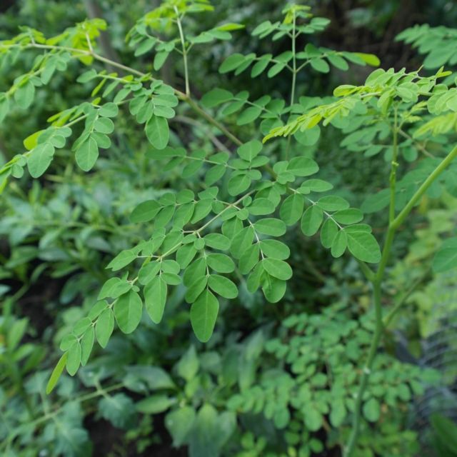 5 Cara Mengolah Daun Kelor yang Kaya Manfaat 10 Cara Mengolah Daun Kelor