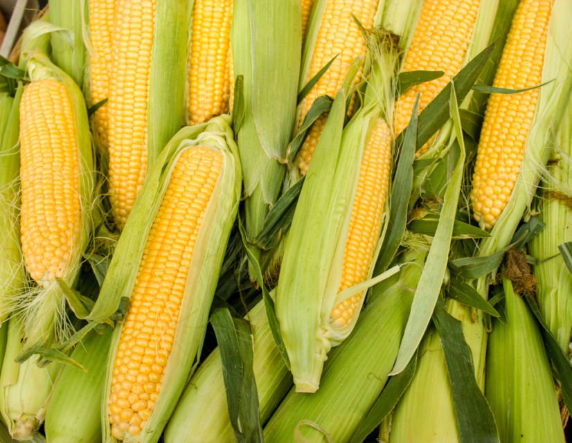 6 Cara Merebus Jagung Manis biar Empuk 13 Cara merebus jagung