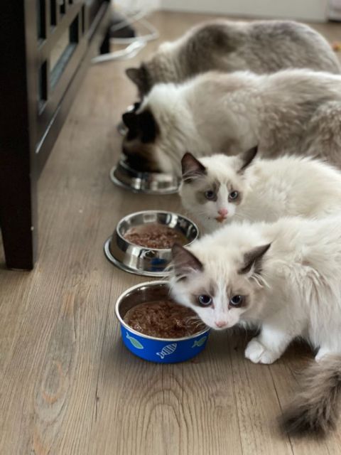 7 Cara Merawat Kucing Persia agar Sehat, Bebas Kutu, dan Lebat Bulunya