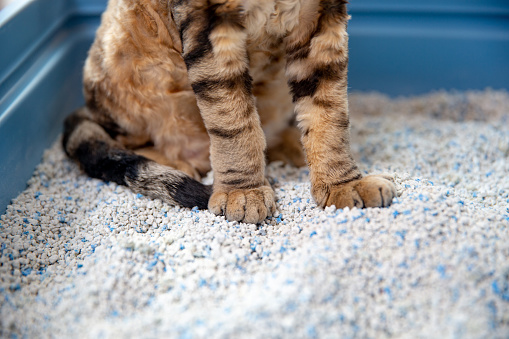 7 Cara Merawat Kucing Persia agar Sehat, Bebas Kutu, dan Lebat Bulunya