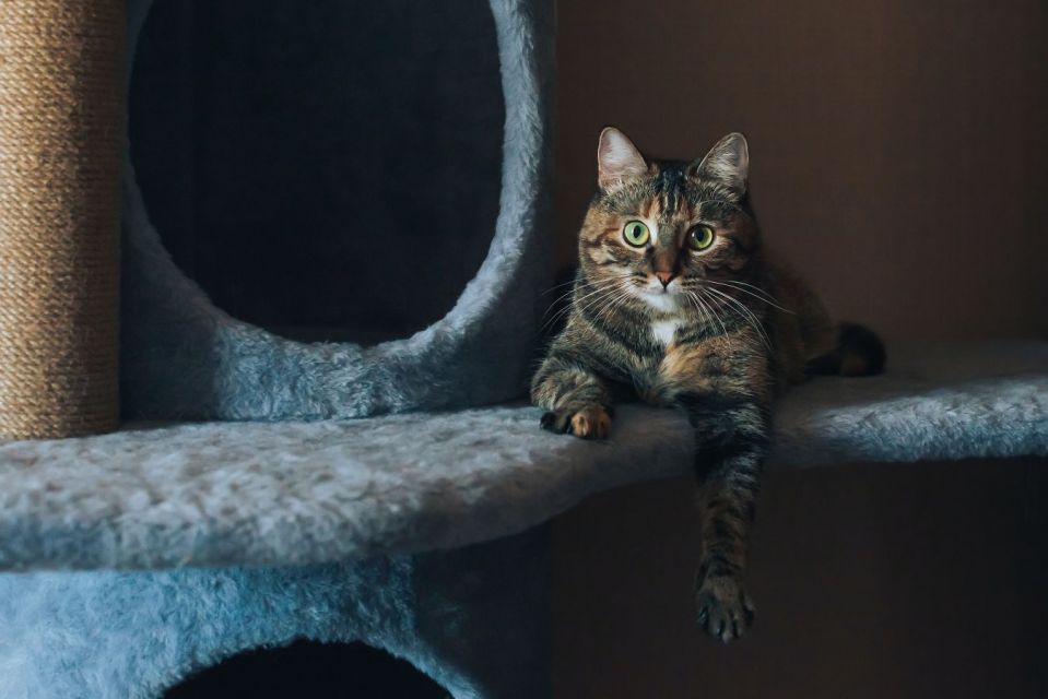 7 Cara Merawat Kucing Persia agar Sehat, Bebas Kutu, dan Lebat Bulunya
