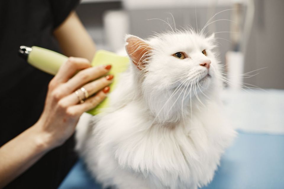7 Cara Merawat Kucing Persia agar Sehat, Bebas Kutu, dan Lebat Bulunya
