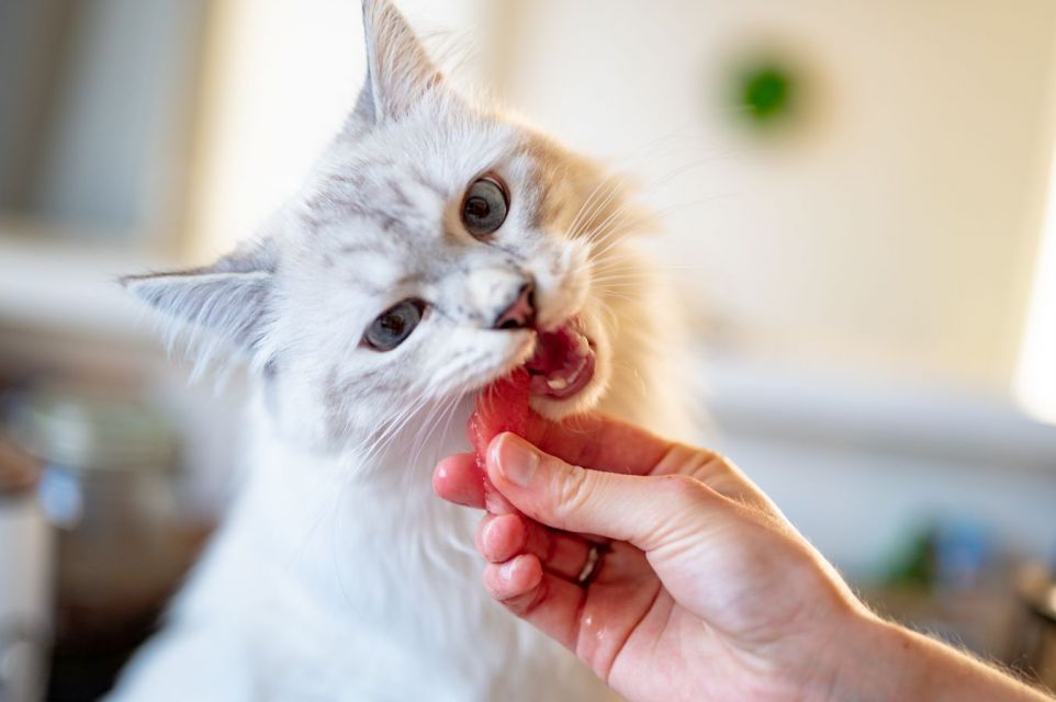 7 Cara Merawat Kucing Persia agar Sehat, Bebas Kutu, dan Lebat Bulunya