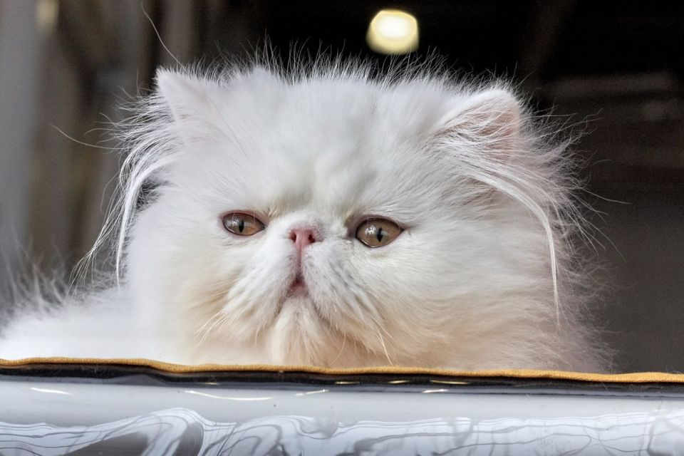 7 Cara Merawat Kucing Persia agar Sehat, Bebas Kutu, dan Lebat Bulunya