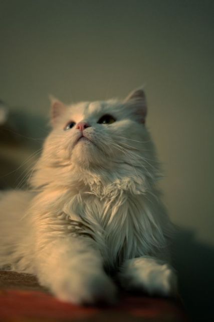 7 Cara Merawat Kucing Persia agar Sehat, Bebas Kutu, dan Lebat Bulunya