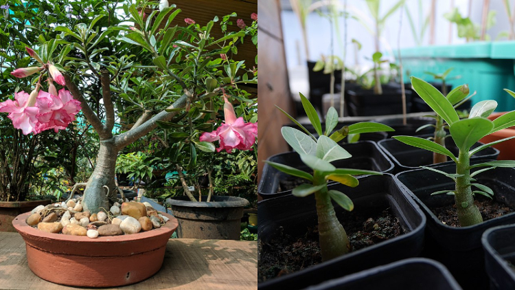 Cara Menanam Bunga Kamboja Jepang dari Biji dan Setek Batang yang Benar