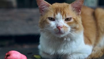 Layaknya Manusia Kucing juga Bisa Mengalami Keguguran, Kenali Tandanya!