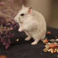 7 Cara Merawat Hamster bagi Pemula Agar Nggak Gampang Bau Apalagi Mati