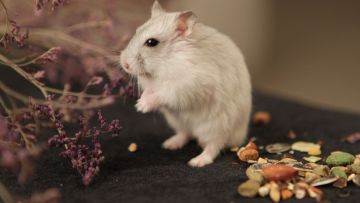 7 Cara Merawat Hamster bagi Pemula Agar Nggak Gampang Bau Apalagi Mati