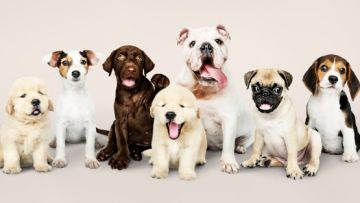 Lucu Banget! Sama Seperti Manusia, Anjing Ternyata Juga Memiliki Berbagai Tipe Kepribadian