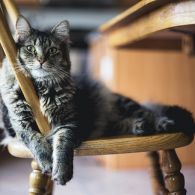 Memelihara 4 Kucing dengan Karakter Berbeda-beda itu Menyenangkan. Bisa Jadi Teman Bermain Sambil Cerita