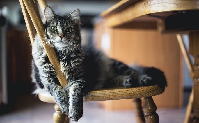 Memelihara 4 Kucing dengan Karakter Berbeda-beda itu Menyenangkan. Bisa Jadi Teman Bermain Sambil Cerita