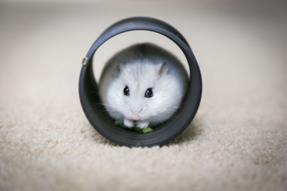 Cara merawat hamster 