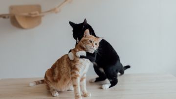 Balada Memelihara Kucing, Makhluk Tuhan Tergemas yang Sempat Ditolak Keberadaannya di Rumah