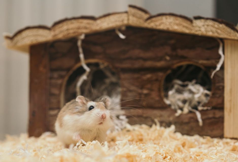 Cara merawat hamster 