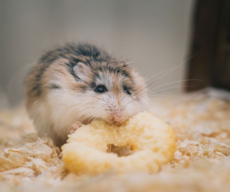 Cara merawat hamster 