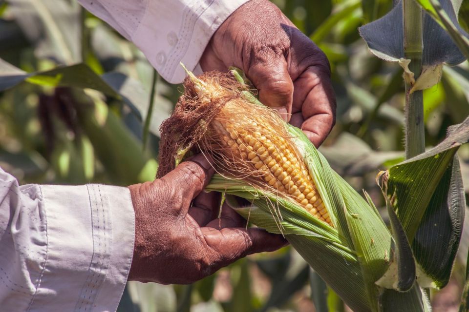 kalori jagung rebus