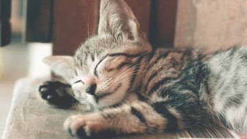 5 Sifat Kucing yang Wajib Diketahui Sebelum Memutuskan Memeliharanya