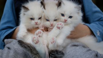 Sebelum Memelihara Kucing, Kamu Wajib Tahu Penyakit yang Paling Sering Menyerang Mereka!