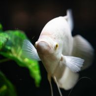 Ceritaku Bersama Ikan Cupang Kesayangan. Pendengar yang Baik dan Senantiasa Menemani