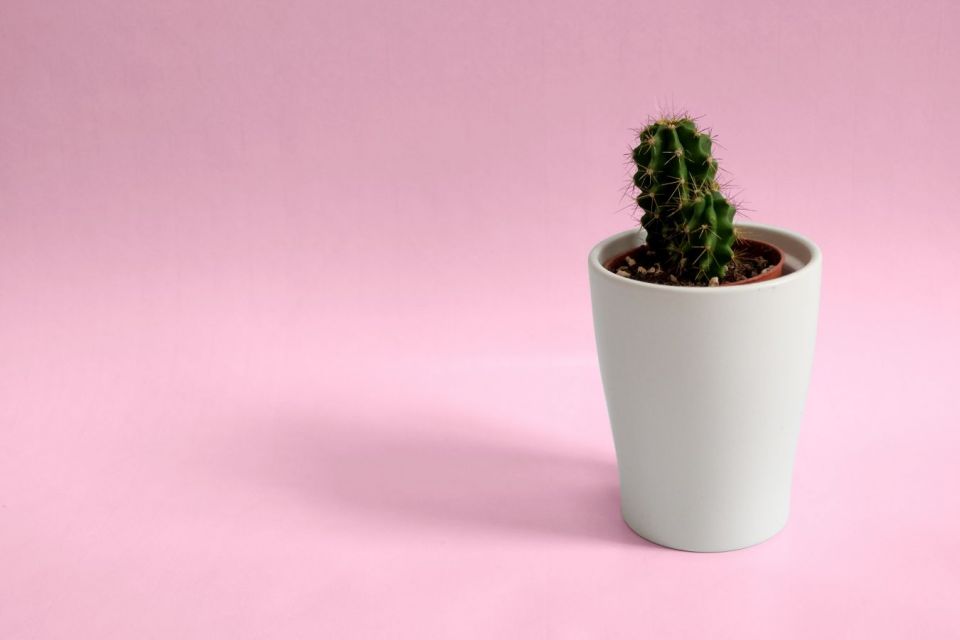 Kaktus di dalam pot putih bisa menjadi obat gatal