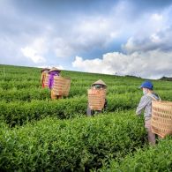 #WorldPoetryDay2022 – Sajak Petani Kopi