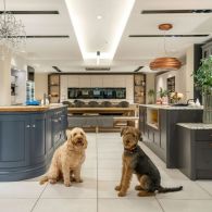 6 Tips Ide Desain Interior Dog Friendly di Rumah Tinggal