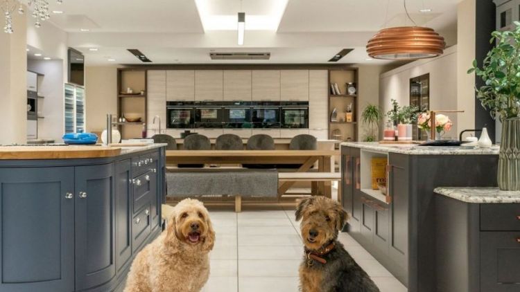 6 Tips Ide Desain Interior Dog Friendly di Rumah Tinggal