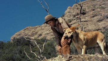 Rekomendasi Film tentang Anjing Tersedih. Siapin Banyak Tisu~