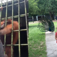 10 Kejadian Konyol di Kebun Binatang, Terbaru Orang Utan Tarik Pengunjung