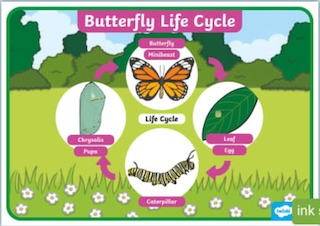 Butterfly Life Cycle