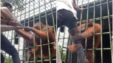 Video Pria Ditarik Orang Utan Viral, Sengaja Bahayakan Nyawa Sendiri Demi Konten