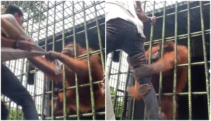 Video Pria Ditarik Orang Utan Viral, Sengaja Bahayakan Nyawa Sendiri Demi Konten