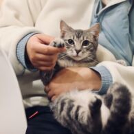 Perhatian untuk Para Calon Adopter Kucing! 5 Hal Ini Perlu Kamu Perhatikan Sebelum Memeliharanya