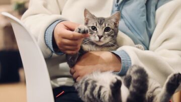 Perhatian untuk Para Calon Adopter Kucing! 5 Hal Ini Perlu Kamu Perhatikan Sebelum Memeliharanya