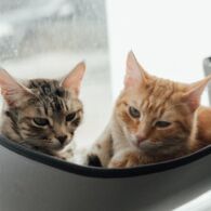 5 Tipe Kucing yang Sering Ada di Jalananan. Kira-Kira Nomor Berapa yang Sering Ditemui Sobat Hipwee ?