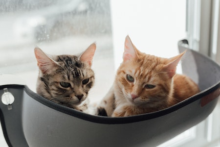 5 Tipe Kucing yang Sering Ada di Jalananan. Kira-Kira Nomor Berapa yang Sering Ditemui Sobat Hipwee ?