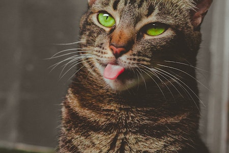 FotoFoto Kucing oleh Lucas Pezeta: https://www.pexels.com/id-id/foto/kucing-tabby-menjulurkan-lidahnya-2930204/