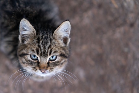 Foto oleh Oleksandr Pidvalnyi: https://www.pexels.com/id-id/foto/hewan-hewan-peliharaan-mamalia-fotografi-binatang-12955478/