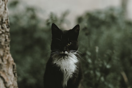 Foto oleh Sami Aksu: https://www.pexels.com/id-id/foto/alam-hewan-imut-pohon-8867014/