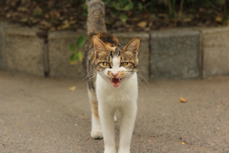 Foto oleh yx b: https://www.pexels.com/id-id/foto/hewan-hewan-peliharaan-kucing-mamalia-13007035/