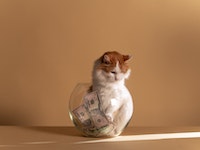 Foto oleh cottonbro studio: https://www.pexels.com/id-id/foto/hewan-hewan-peliharaan-uang-kucing-5909808/